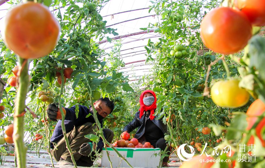 甘肅酒泉：戈壁菜園喜獲豐收 全力做好市場供應