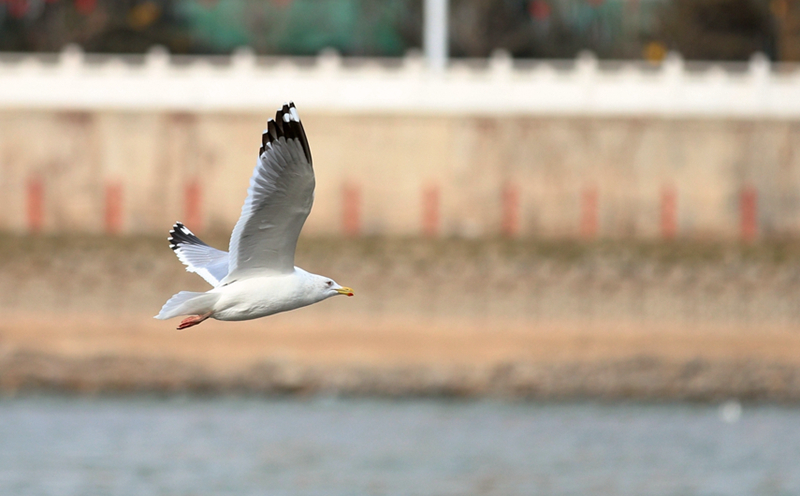 【春暖花開】黃河蘭州段：水鳥翔舞水云間