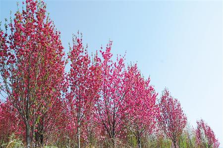 【陌上花開(kāi)】去見(jiàn)麗桃花