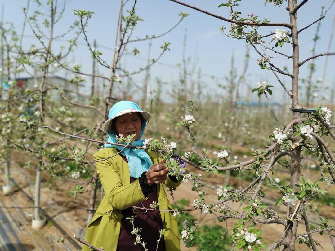 甘肅平?jīng)鲮`臺(tái)縣：“紅娘”搭橋 勞務(wù)輸轉(zhuǎn)助脫貧