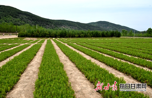 【甘肅生態(tài)環(huán)保媒體行】華池縣大鳳川林場：苗木繁育鼓起山區(qū)群眾錢袋子