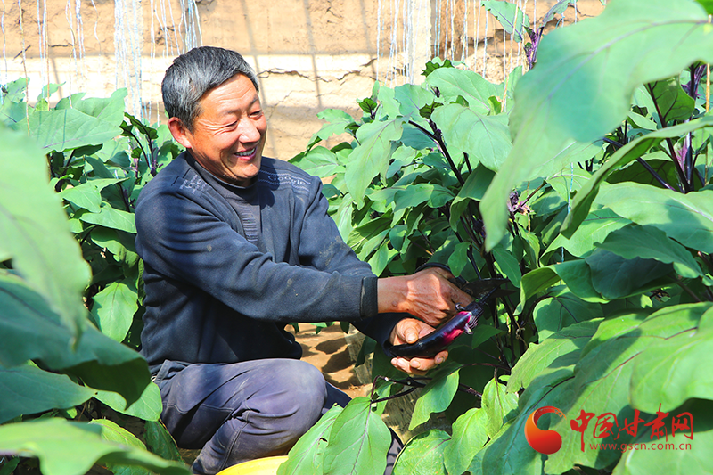 甘肅民勤：綠色產業(yè)富村民 集體經濟壯鄉(xiāng)村