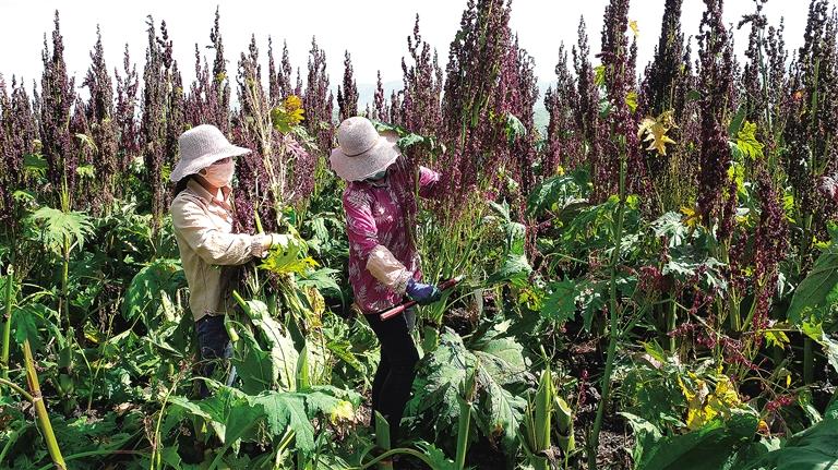 臨夏州康樂縣是全省17個中藥材重點種植大縣之一