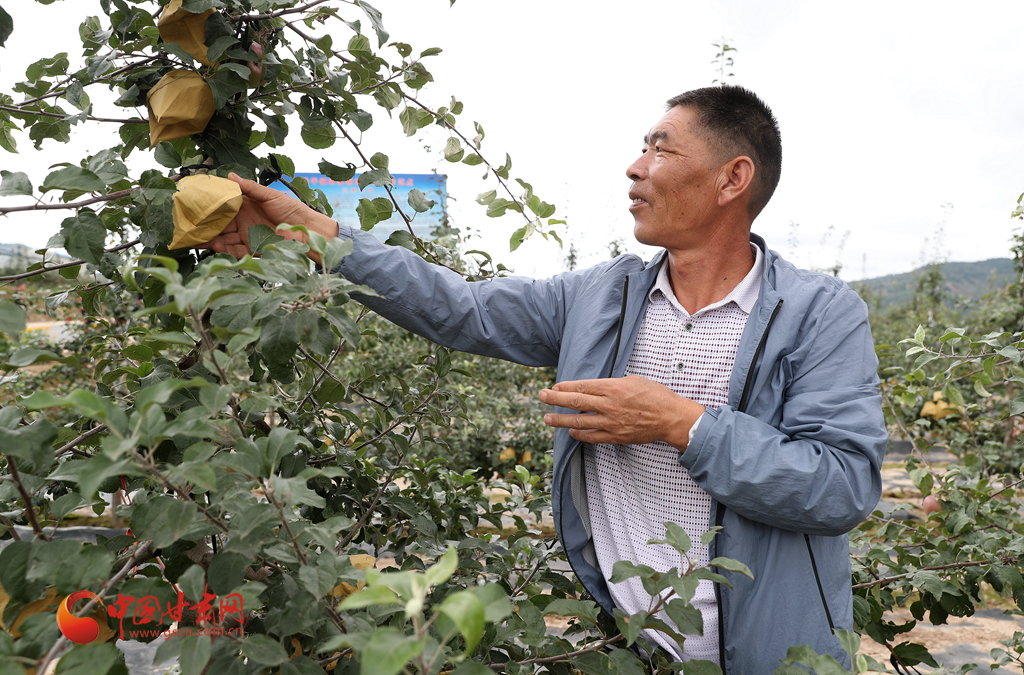 【走向我們的小康生活】平涼靜寧：金果創富再出發