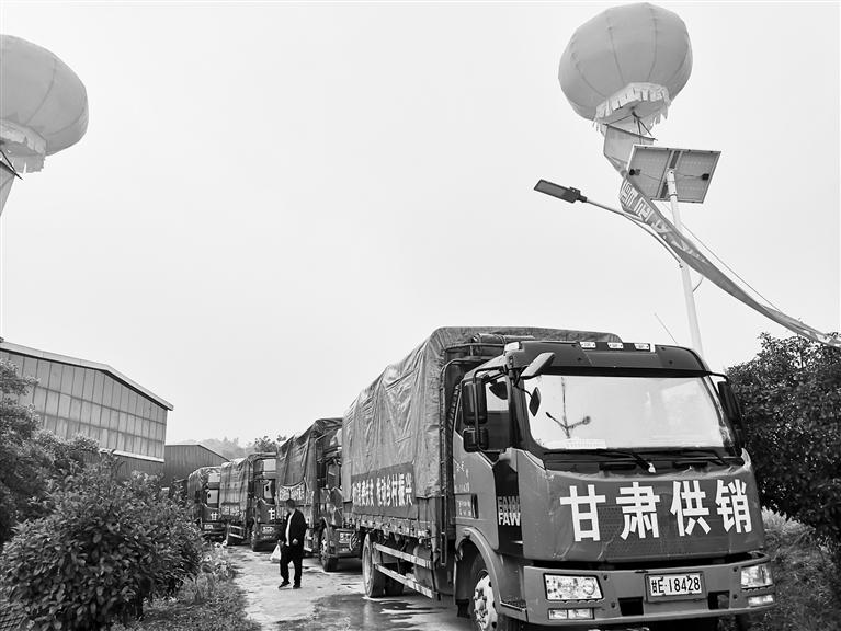 天水花牛蘋果熱銷廣州