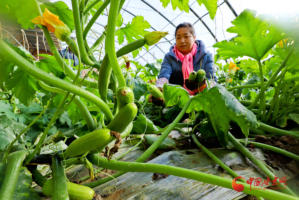 【隴拍客】甘肅張掖：天冷蔬菜產銷熱