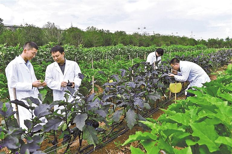 綠色生物農藥保障蘭州市菜籃子安全