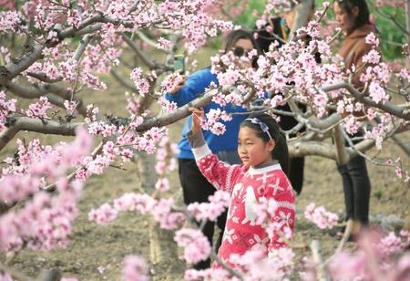 隴南武都區：桃花盛開春意濃