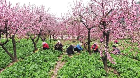 隴南：無(wú)限風(fēng)光在田野