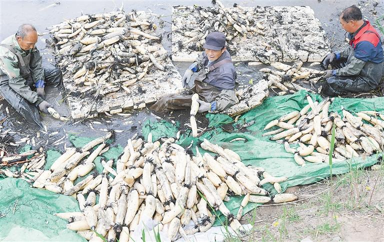 臨夏州永靖縣黃河岸邊采藕忙