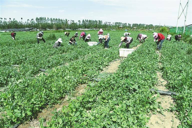 臨夏縣百益現代農業公司種植的500多畝豌豆苗、甜豆等進入豐產期