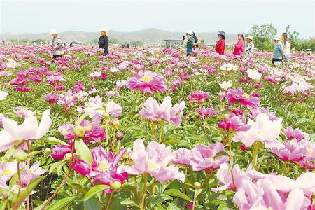 游客在臨夏市枹罕鎮(zhèn)江牌村芍藥種植基地觀賞花卉