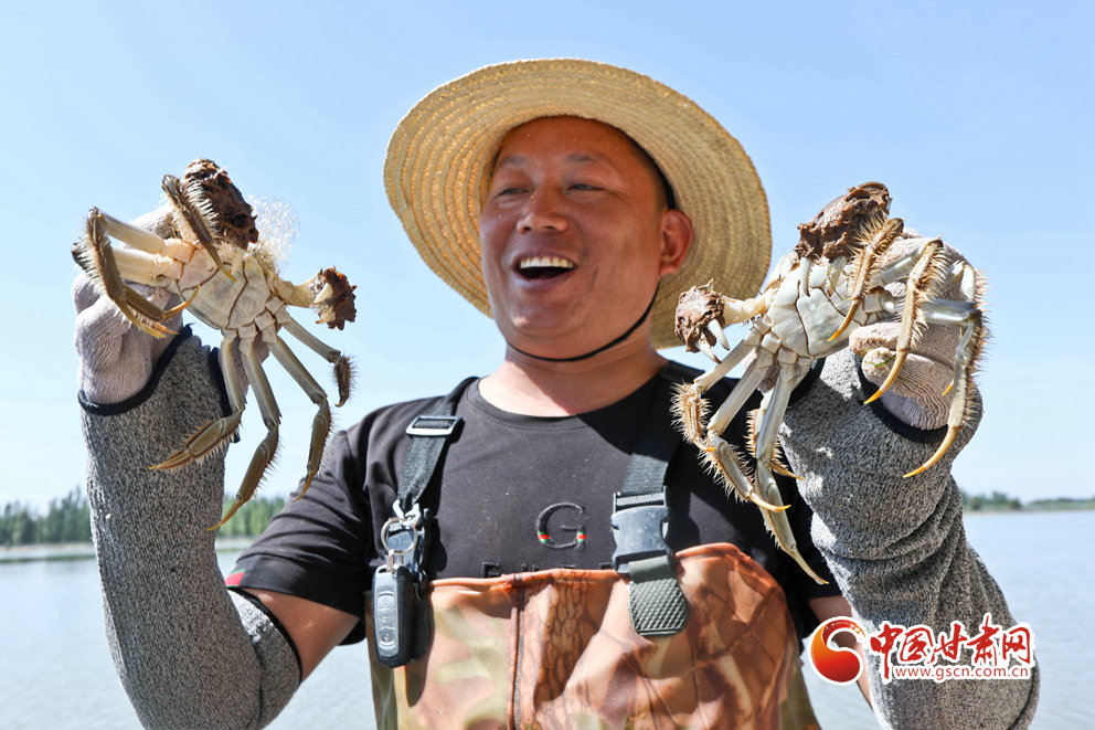 【隴拍客】甘肅臨澤十二萬(wàn)斤大閘蟹喜獲豐收  “飛奔”江南各大城市