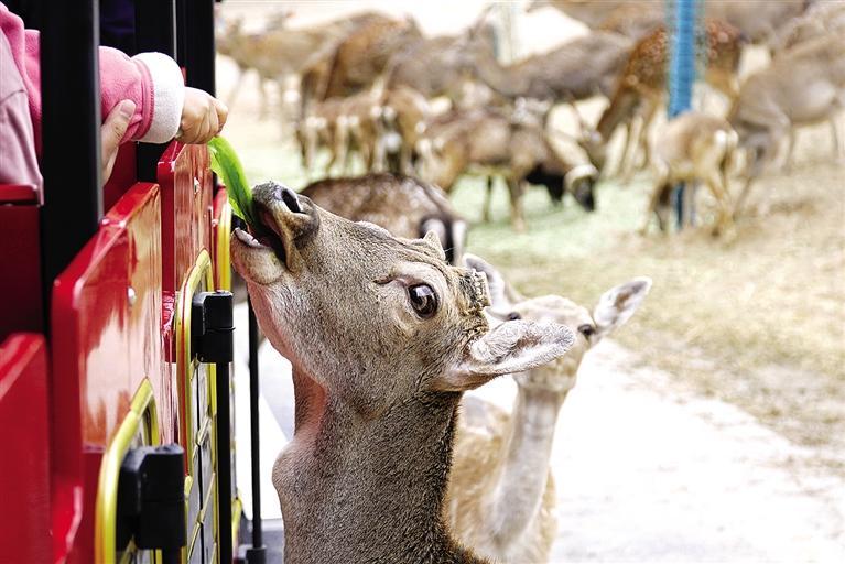 蘭州野生動物園試開園優惠期門票68元