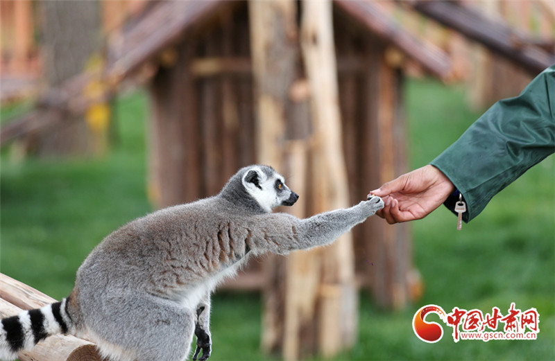 蘭州野生動物園開園試營業(yè) 動物福利從“筒子樓”到“別墅區(qū)”