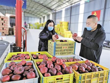 隴南禮縣禮當家電子商務有限公司蘋果社區團購裝車發貨