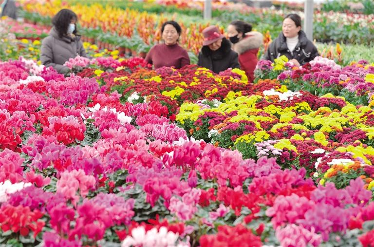 臨夏州各大花卉市場鮮花產銷兩旺