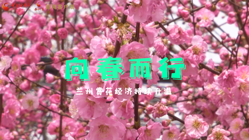 視頻|向春而行 蘭州賞花經濟持續升溫