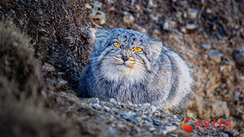 兔猻新春現身祁連山 鏡頭感十足