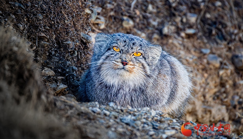 兔猻新春現身祁連山 鏡頭感十足