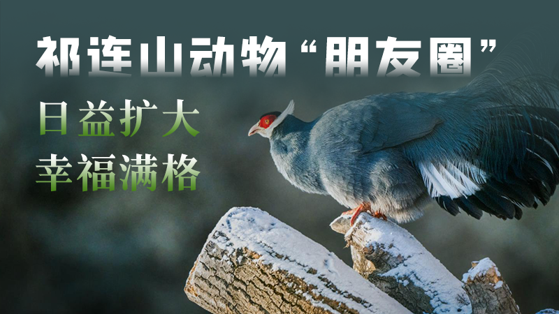 祁連山下是我家④｜AI海報·祁連山動物“朋友圈”日益擴(kuò)大 幸福滿格